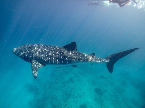 Sal Salis Ningaloo Reef - Accommodation NT 6