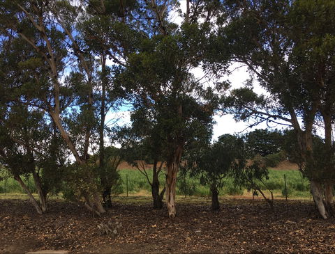 Eldorado Tourist And Residential Park - Accommodation NT 6