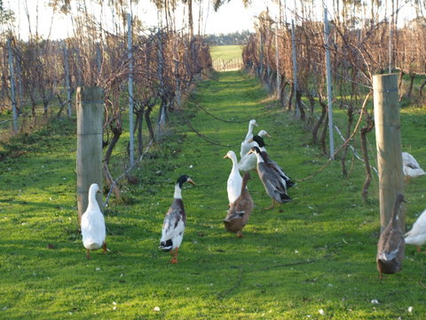 Pierrepoint Wines Bed & Breakfast - Accommodation NT 2