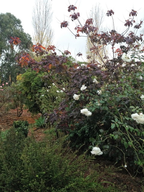 Pierrepoint Wines Bed & Breakfast - Accommodation NT 7