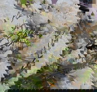 Old Post Office Guesthouse Carcoar - Accommodation NT