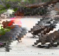 The Patriarch Wildlife Sanctuary Camping Ground - Accommodation NT