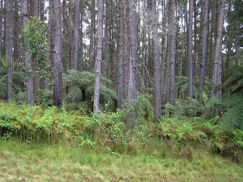 Daisy Plains Huts - Accommodation NT 1