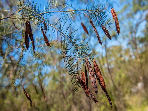 Finchley Campground - Accommodation NT 1