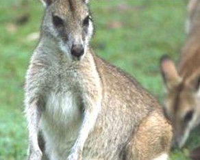 Koala Villas And Caravan Park - Accommodation NT 5