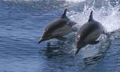 Tradewinds Seafront Apartments - Accommodation NT 1