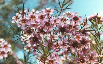 Tradewinds Seafront Apartments - Accommodation NT 2