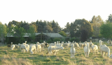 Glenhope Alpacas Self Contained Bb/farmstay - Accommodation NT