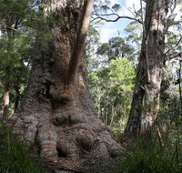 Valley of the Giants Cottage - Accommodation NT