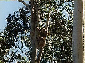 Bush Haven - Accommodation NT 1