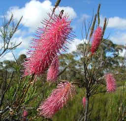 Wongan Hills WA Accommodation NT