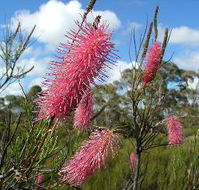 Wongan Hills Caravan Park - Accommodation NT
