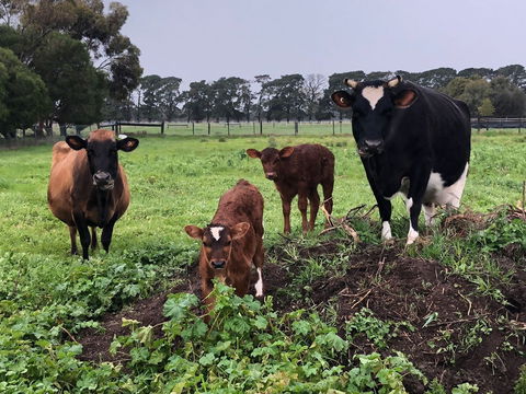 Torquay Farmstay Studio Truck - Accommodation NT 2