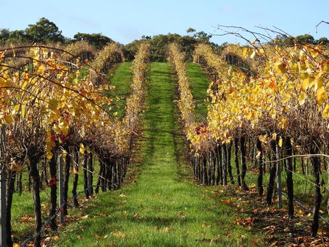 Miners Ridge Vineyard Railway Carriage B&B - Accommodation NT 1