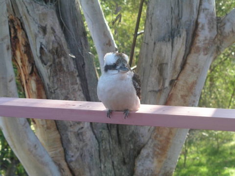 Kookaburra Dreaming - NT Tourism 0