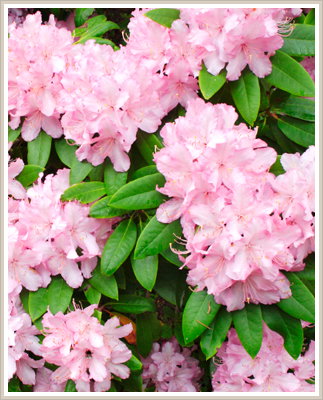 Cambridge Cottages - NT Tourism 0