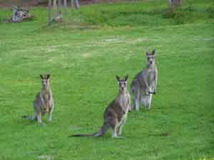 Sunway Farm B And B And Tours - Accommodation NT 1