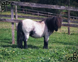 Brilynbrook Country Accommodation - Accommodation NT 2