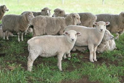 The Grange At Cleveland Winery - Accommodation NT 5