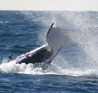 Whale Watching Sydney - Accommodation NT