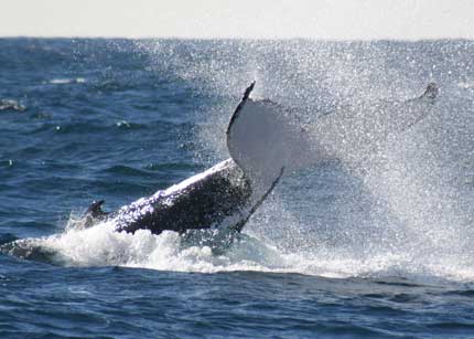 Whale Watching Sydney - Accommodation NT 0