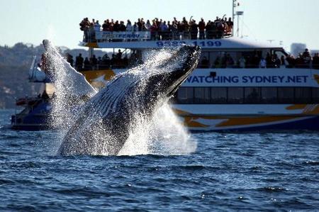 Whale Watching Sydney - Accommodation NT 1