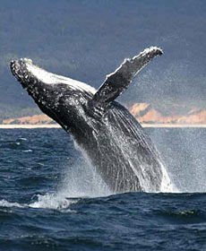 Whale Watching Sydney - Accommodation NT 2