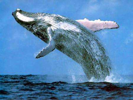 Whale Watching Sydney - Accommodation NT 3