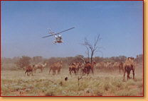 Kings Creek Station - Accommodation NT 2