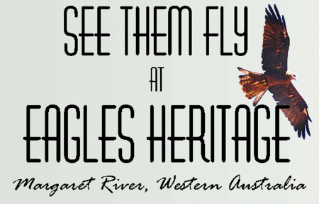 Eagles Heritage Raptor Wildlife Centre - Accommodation NT