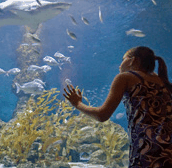 The Aquarium of Western Australia - Accommodation NT