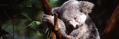 Koala and River Cruise by Mirimar Cruises - Accommodation NT