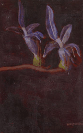 Red Hill Galleries - Accommodation NT 2