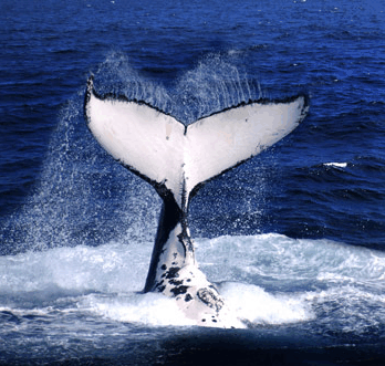 Brisbane Whale Watching - Accommodation NT