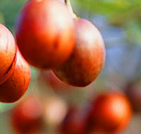 Tropical Fruit World - Accommodation NT