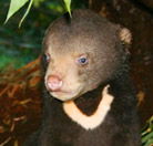 Perth Zoo - Accommodation NT