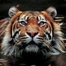 Perth Zoo - Accommodation NT 2