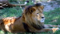 Mogo Zoo - Accommodation NT 1