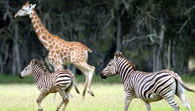Mogo Zoo - Accommodation NT 2