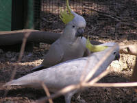 Wirrimbirra Sanctuary - Accommodation NT 1