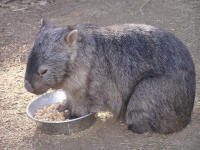 Wirrimbirra Sanctuary - Accommodation NT 2