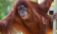 Melbourne Zoo - Accommodation NT 1
