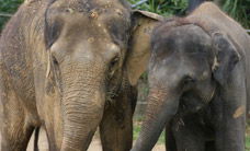 Melbourne Zoo - Accommodation NT 3