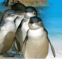 Phillip Island Penguin Parade - Accommodation NT