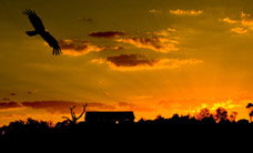 Werribee Open Range Zoo - Accommodation NT 1