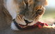 Werribee Open Range Zoo - thumb 2