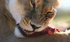Werribee Open Range Zoo - Accommodation NT 2