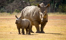 Werribee Open Range Zoo - Accommodation NT 3