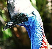 Alma Park Zoo - Accommodation NT