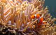 Reef HQ Great Barrier Reef Aquarium - thumb 0